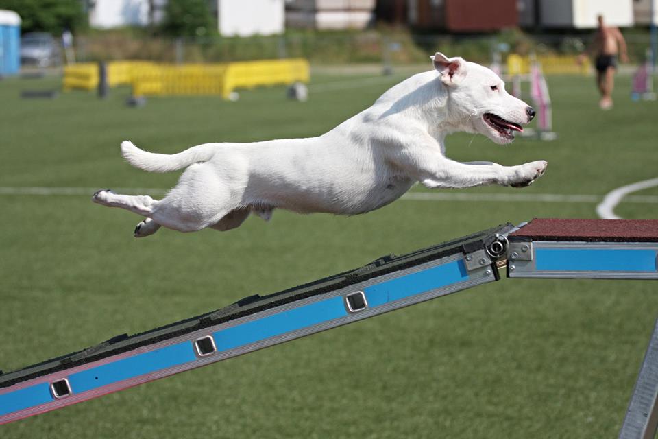 Mistrovství ČR 2023 v Agility